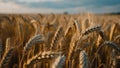 Close-up photo. Beautiful wheat field against the blue sky Royalty Free Stock Photo