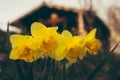 Close up photo of beautiful and yellow four daffodils with cabin on background on sunset. Illuminated narcissus flower in the