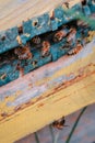 Close-up photo of bee hive and bees, vertical photo.