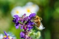 Close-up photo of a bee. The honey bee collects the pollen close-up. Photo of a bee sitting on a violet flower. The bee pollinates