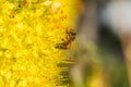Close-up photo of a bee. The honeybee collects the pollen close-up. Photo of a bee sitting on a yellow flower. The bee pollinates