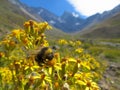 Close up photo of a bumble bee with mountains behind it