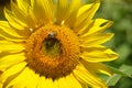 Bee on a sunflower Royalty Free Stock Photo