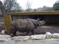Close-up photo of a big beautiful adult rhinoceros or Rhino walking alone in The Madrid Zoo Aquarium