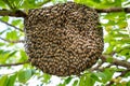 A large beehive - animal exotic photo.