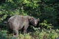 Brown bear in a green forest