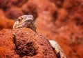 Close up photo of big colored lizard, rock agama. It is wildlife photo of animal in Tsavo East National Park, Kenya