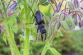 Close-up photo of big female stag-beetle on the flowers. Royalty Free Stock Photo