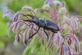 Close-up photo of big female stag-beetle on the flowers Royalty Free Stock Photo