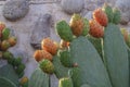 Big, green succulent Prickly pear cactus leaves with fruits.