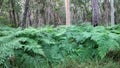 A close up photo of big lush green ferns at the beginning of a forest.