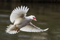 Close-up photo of a big Muscovy white duck with a distinctive red face,