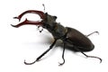 Close-up photo of big stag-beetle