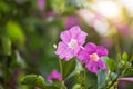 Close up photo of Bignonia flower and leaves. Purple Bignonia flowers blooming in the garden Royalty Free Stock Photo