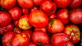 Close up photo of bio tomatoes. Ripe tomatoes, for preparing tomato sauce