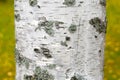 Close-up photo of birch bark. Bark texture. Green blurred background Royalty Free Stock Photo