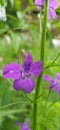 Close-up photo of the bizarre purple Consolida regalis flower