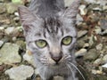 Close-up photo of black cat looking at camera Royalty Free Stock Photo