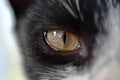 Eye of a black cat with a white forehead Royalty Free Stock Photo