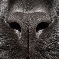 Close up photo of a black cat`s nose Royalty Free Stock Photo