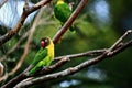 A close up photo of a black-masked Lovebird Agapornis personatus; softly defocused background Royalty Free Stock Photo