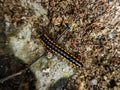 Close-up photo of a black and orange millipede crawling on the ground Royalty Free Stock Photo