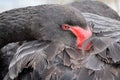 Black swan portrait Royalty Free Stock Photo