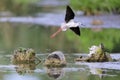 A close-up photo black and white bird with very long red legs flying above tree trunks lying in the middle of the water surface. Royalty Free Stock Photo