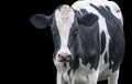 A close up photo of a black and white cow isolated on a black background Royalty Free Stock Photo