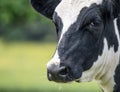 A close up photo of a Cows face on a black background