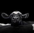 A close up photo of a Cows face looking over a herd