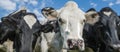 A close up photo of a Cows face in a herd Royalty Free Stock Photo