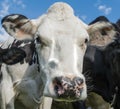 A close up photo of a Cows face in a herd Royalty Free Stock Photo