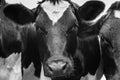 A close up photo of a Cows face in a herd