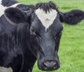 A close up photo of a Cows face in a herd Royalty Free Stock Photo