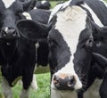 A close up photo of a Cows face in a herd Royalty Free Stock Photo