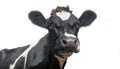 A close up photo of a black and white dairy cow
