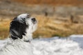 Tibetan terrier puppy sitting on snow and looking up