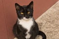 Close-up photo of black and white stray cat