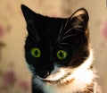 Close-up photo of black and white stray cat, beautiful female kitty Royalty Free Stock Photo