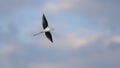 Close-up photo of Black-winged Stilt Royalty Free Stock Photo