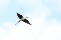 Close-up photo of Black-winged Stilt Royalty Free Stock Photo