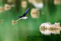 A close-up photo of Black-winged Stilt lying above tree trunks lying in the middle of the water surface. Royalty Free Stock Photo