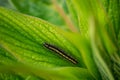 Close up photo of a black and yellow caterpiller Royalty Free Stock Photo