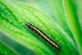 Close up photo of a black and yellow caterpiller Royalty Free Stock Photo