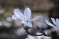 Close-up photo of blooming branch of a magnolia tree with a large white and pink flower Royalty Free Stock Photo