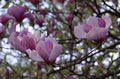 Close-up photo of blooming branch with white and pink large magnolia flowers Royalty Free Stock Photo