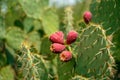 Close up photo of a blooming cactus in Saguaro National Park, Arizona Royalty Free Stock Photo