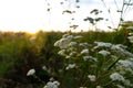 Close up photo of the blooming elderflower among the mealow