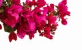 Close-up photo of blooming pink bougainvillea branch Royalty Free Stock Photo